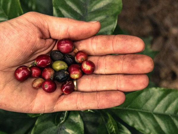 Colombia Gran Galope
