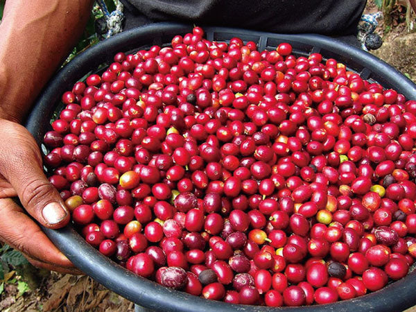Cafe Vida captures the classic characteristics of a Washed Costa Rican coffee: sweetness and soft acidity, toasted nuts and balance. Soft tart citric acidity and sweetness. Noticeable fresh citrus flavors
