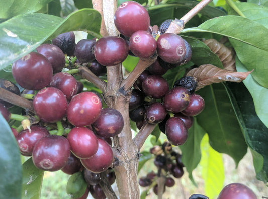 Mountain High – A deep, Italian roast. This blend is smooth with flavor notes of tobacco and spice, rounded out by a mild acidity and medium body. Blended from Central America, Indonesia, and Africa, Mountain High is a customer favorite for those who appreciate dark, smokey coffees.
