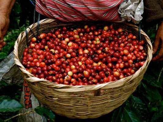 Banko Gotiti is a village in the Gedeb district of Ethiopia's Gedeo Zone, where Yirgacheffe is located. The Banko Gotiti cooperative was founded in 2012, separately from the Worka cooperative, which is a larger organization. Banko Gotiti has about 300 members, who grow a mix of heirloom Ethiopian varieties of coffee.