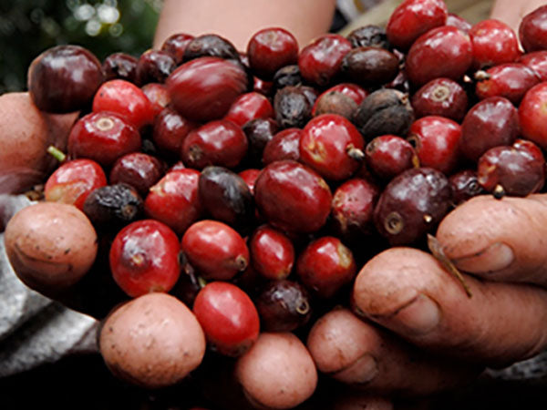 Harimau Tiger captures the classic characteristics of a Sumatran coffee while also offering a cleaner, sweeter profile and higher cup quality than a standard Mandheling. As with our other signature coffees, Harimau Tiger is sourced based on quality and profile, and carries limited or no traceability Malt, herbaceous, and mellow fesh coffee cherry flavors with tangy acidity and mild sweetness.