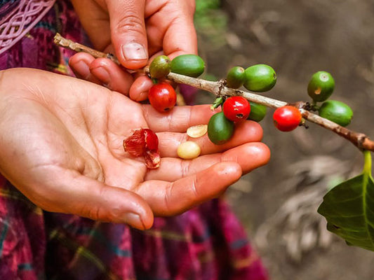 Guatemala Huehuetenango Pioneers is a coffee born out of partnerships. The coffee is produced by approximately 450 members of Comal and Asdeflor Cooperatives in La Democracia Comal. Recognizing excellence in quality and in the communities that produce it, exporter UNEX chose this coffee for a collaboration between their Farmer Aid social platform and the nonprofit Hanns R. Neumann Stiftung (HRNS).