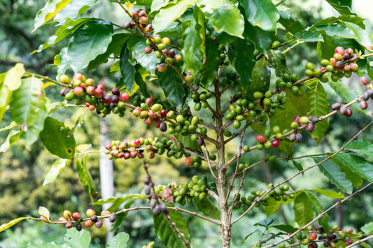Dominican Republic - Ramirez Estate Red Caturra